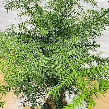 Amazon.co.jp: 観葉植物 黄金昇り竜 シマナンヨウスギ